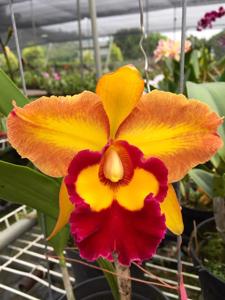 Rhyncholaeliocattleya Chunyeah