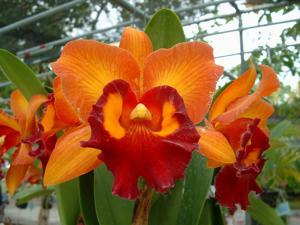 Rhyncholaeliocattleya Chunyeah