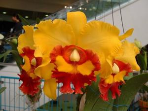 Rhyncholaeliocattleya Chunyeah