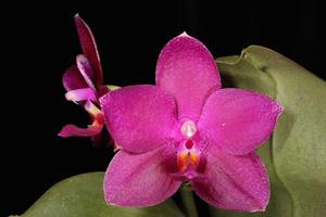 Phalaenopsis Ember