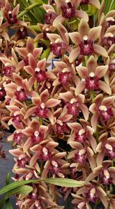 Cymbidium Mary Green