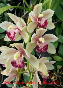 Cymbidium Mary Green