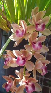 Cymbidium Mary Green