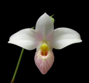 Phragmipedium Hanne Popow