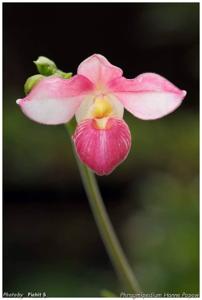 Phragmipedium Hanne Popow