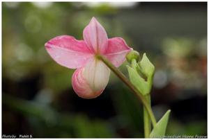 Phragmipedium Hanne Popow