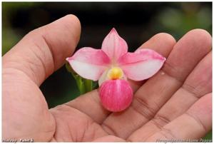 Phragmipedium Hanne Popow