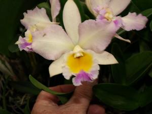 Laeliocattleya Ann Akagi