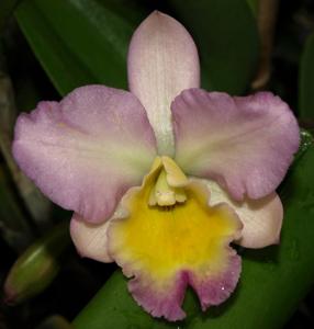 Laeliocattleya Ann Akagi