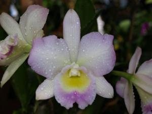 Laeliocattleya Ann Akagi