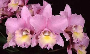 Laeliocattleya Ann Akagi