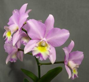 Laeliocattleya Ann Akagi