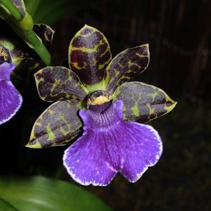 Zygopetalum Kiwi Choice