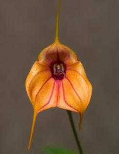 Masdevallia Golden Tiger