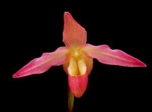 Phragmipedium Eric Young