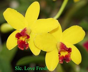 Cattleya Love Fresh