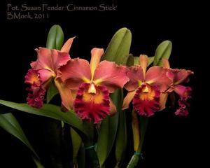 Rhyncholaeliocattleya Susan Fender