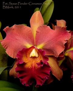 Rhyncholaeliocattleya Susan Fender