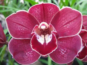 Cymbidium Red Valley