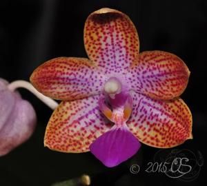 Phalaenopsis Struber Rose