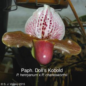 Paphiopedilum Doll's Kobold