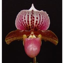 Paphiopedilum Doll's Kobold