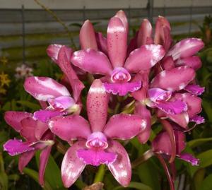 Cattleya Mishima Luster