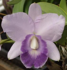 Cattleya Floralia's Azul