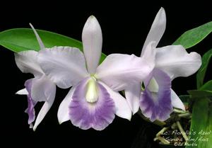 Cattleya Floralia's Azul