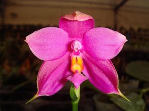 Phalaenopsis Shingher Pure Love