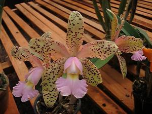 Cattleya Pão de Açúcar