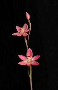 Thelymitra Kay Nesbitt