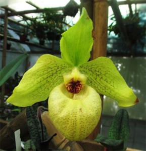 Paphiopedilum Norito Hasegawa