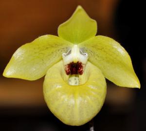 Paphiopedilum Norito Hasegawa