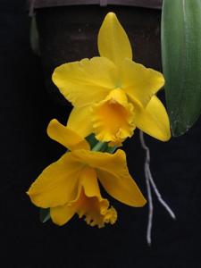 Rhyncholaeliocattleya Luna Jaune