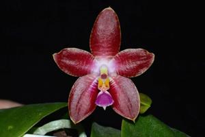 Phalaenopsis Dragon's Fire