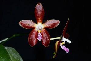 Phalaenopsis Dragon's Fire