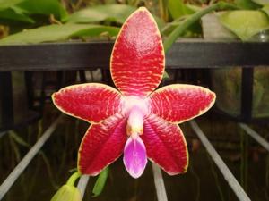 Phalaenopsis Dragon's Fire