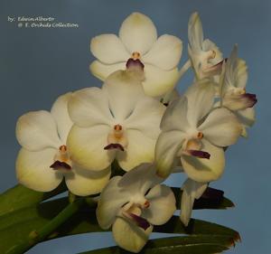 Vandachostylis Viboon Velvet