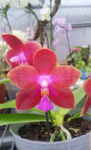 Phalaenopsis Coral Nosa