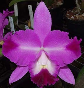 Cattleya Mini Song