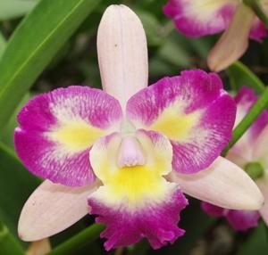 Cattleya Tropical Song