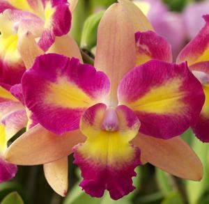 Cattleya Tropical Song