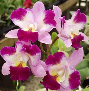 Cattleya Tropical Song