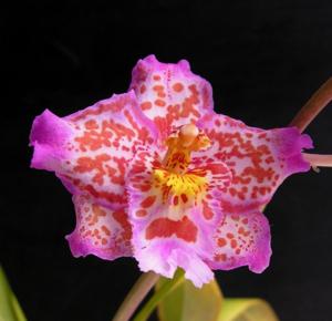 Oncidium Fort Point