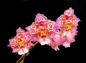 Oncidium Fort Point