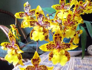 Oncidium Tiger Crow