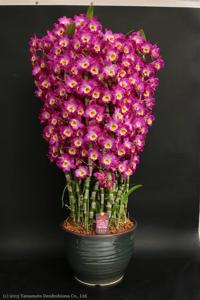 Dendrobium Comet King