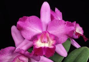 Cattleya Cariad's Mini-Quinee