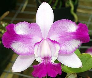 Cattleya Cariad's Mini-Quinee